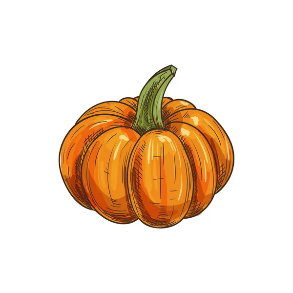 Orange pumpkin with stem isolated raw gourd squash — Stock Vector