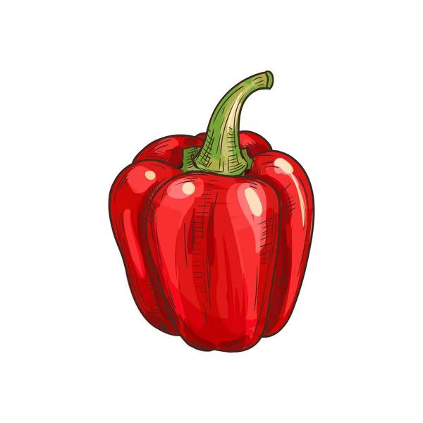Red bulgarian sweet pepper isolated veggie sketch — 스톡 벡터