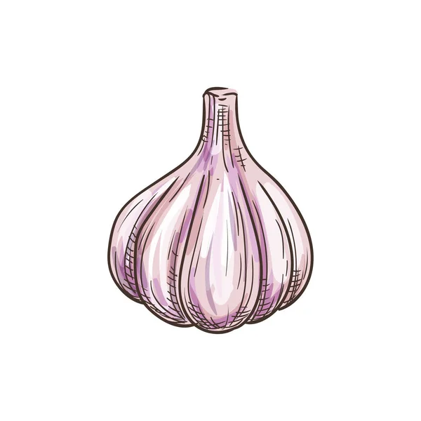 Bulb of garlic head and cloves isolated sketch — Stock Vector