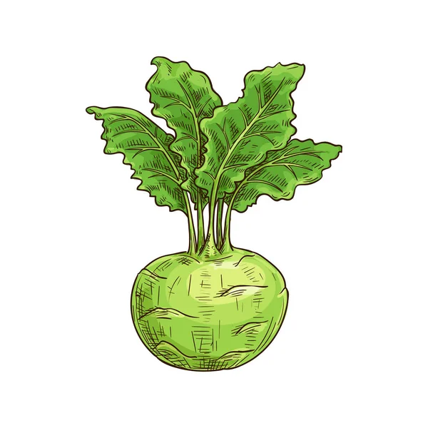 Kohlrabi isolated cabbage with turnip-shaped stem — 스톡 벡터