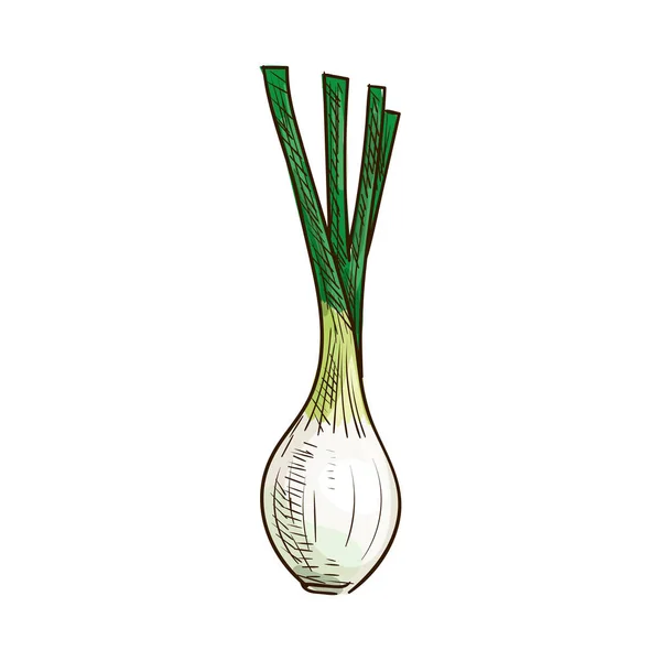 Bombilla de cebolla raíz vegetal aislado boceto — Vector de stock