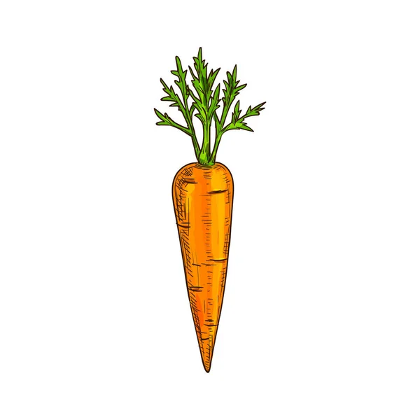 Orange carrot with leaves isolated veggie sketch — Stock Vector