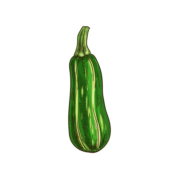 Boceto vegetal aislado de calabacín verde entero — Vector de stock