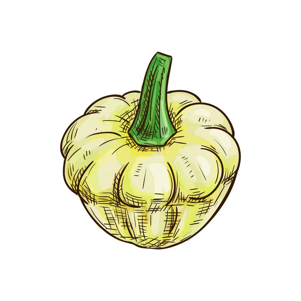 Calabaza blanca aislada pattypan calabaza vegetal — Vector de stock