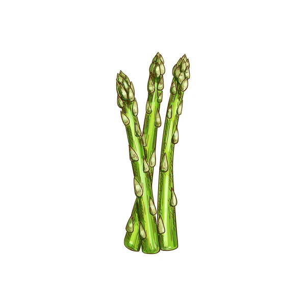 Spárga officinalis szár izolált konyha gyógynövény — Stock Vector