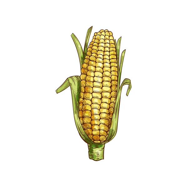 Épi de maïs maïs isolé avec croquis de feuilles vertes — Image vectorielle