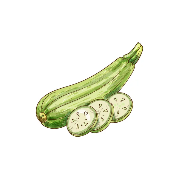 Zucchini ganze geschnitten isolierte grüne Gemüseskizze — Stockvektor