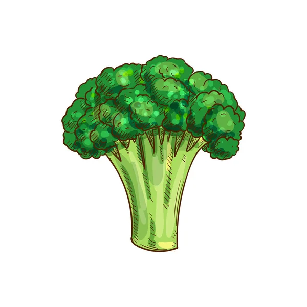 Tallo de brócoli aislado comida vegetariana orgánica — Vector de stock