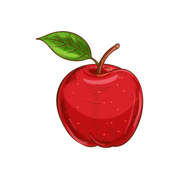 Yapraklı kırmızı elma, yalıtılmış sebze yemeği çizimi. — Stok Vektör
