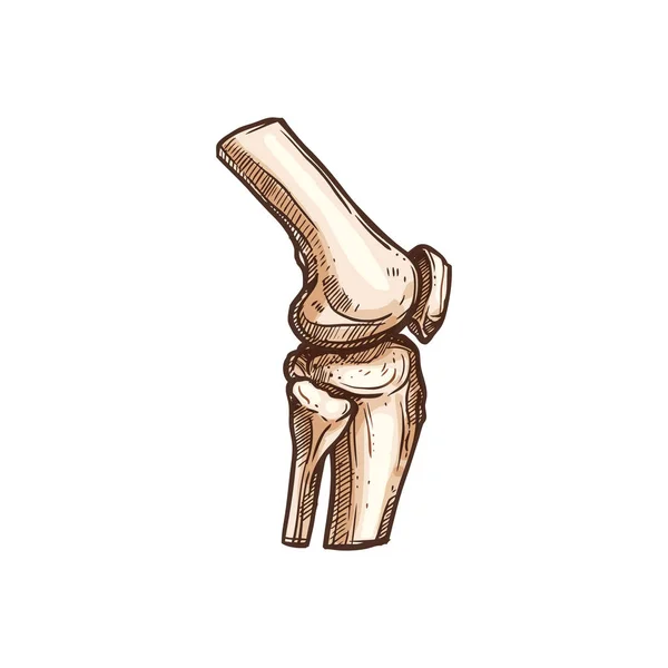 Huesos humanos vector articular. Rodilla o codo aislados — Archivo Imágenes Vectoriales