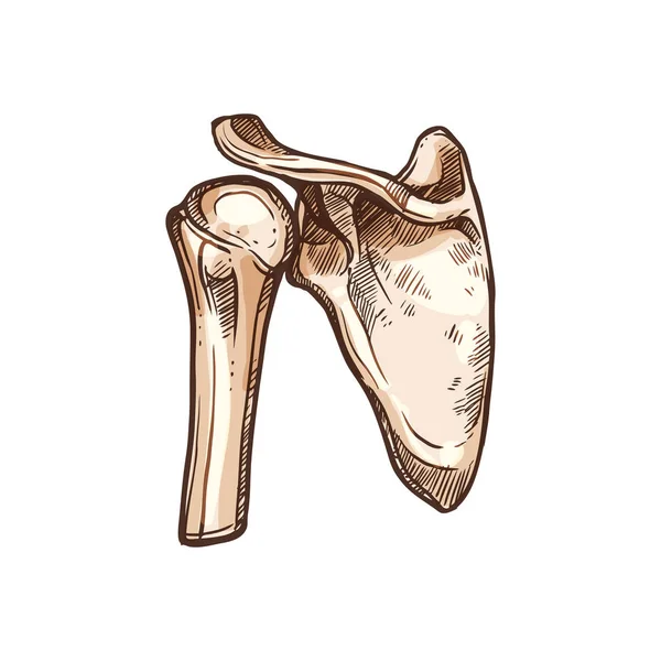 Лопатка, ключица, плечевая кость человека — стоковый вектор