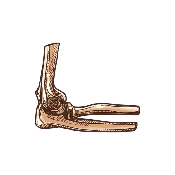 Radius atau tulang radial kerangka siku terisolasi - Stok Vektor