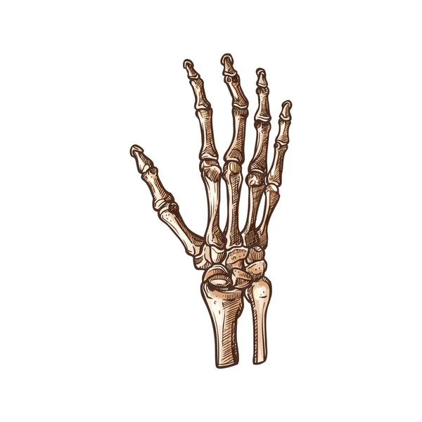 Esqueleto de pulso humano ossos do carpo isolados, mão — Vetor de Stock