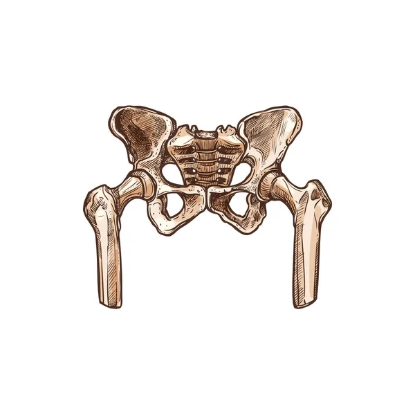 骨の骨盤または骨盤の隔離された人間の骨格 — ストックベクタ