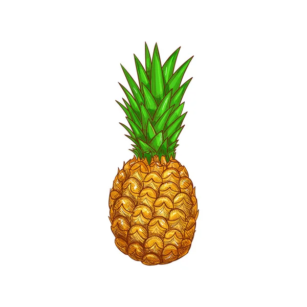 Exotique ananas isolat ananas fruits entiers croquis — Image vectorielle