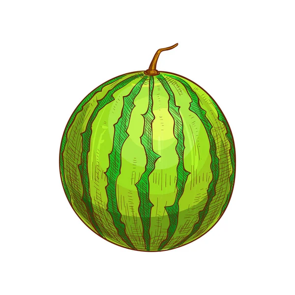 Ganze grün gestreifte Wassermelone isolierte Skizze — Stockvektor