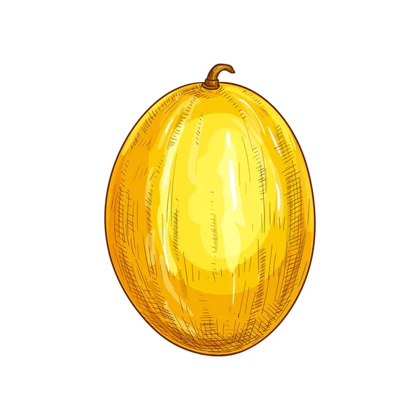 Melón almizclero, boceto de fruta aislada de melón entero — Vector de stock