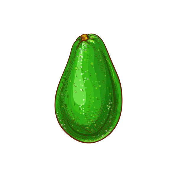 Alligator pear, exotic avocado isolated sketch — Stock Vector