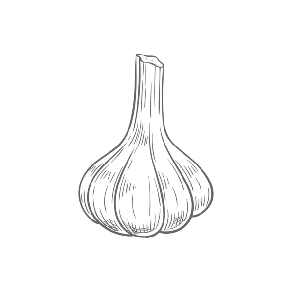 Bulb bawang putih seluruh sayuran terisolasi - Stok Vektor