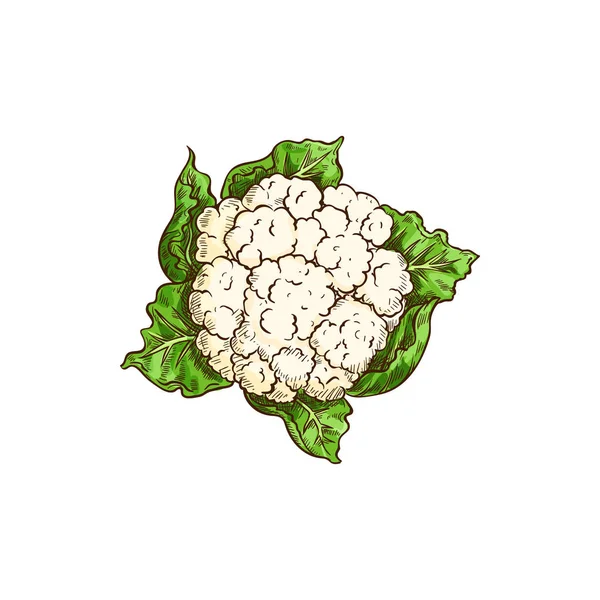 カリフラワーキャベツ、大きな未成熟の花の頭 — ストックベクタ