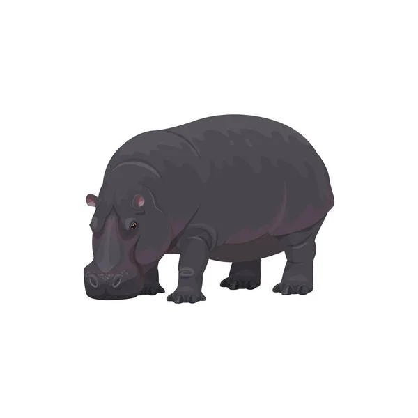 Hippopotamus, afrikai szafari állatkert, vadon élő állatokra vadászik — Stock Vector