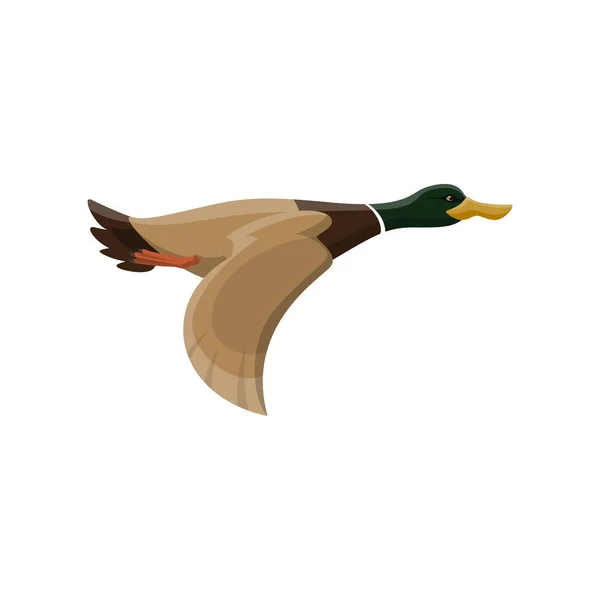 Duck wild bird, mallard waterfowl — Stock Vector