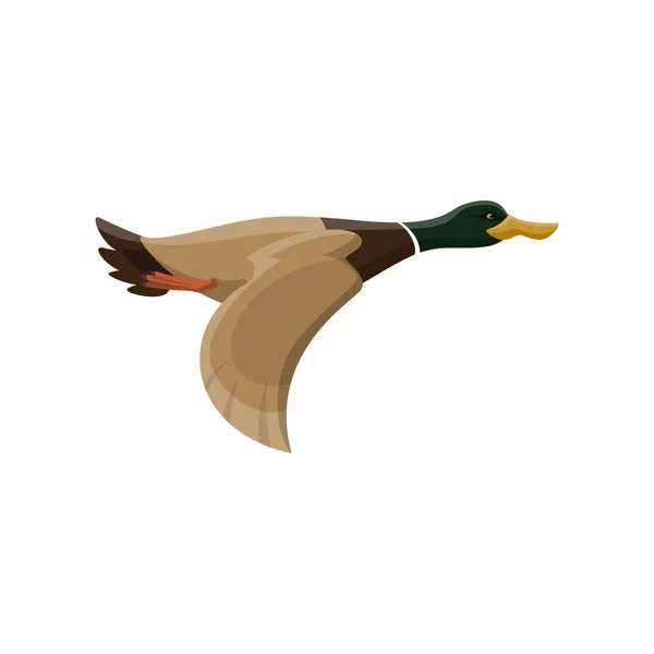 Duck wild bird, mallard waterfowl — ストックベクタ