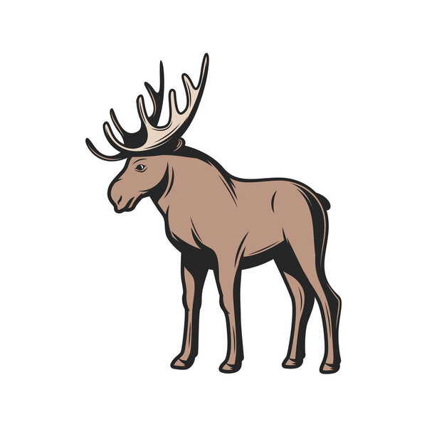Elk moose, wild zoo and hunt animal