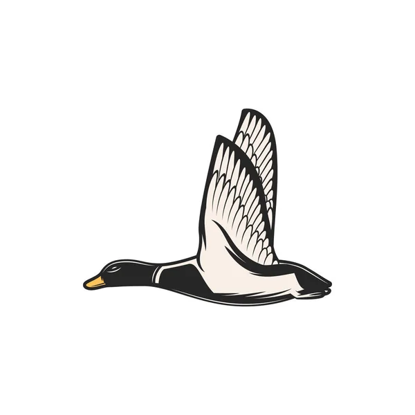 Duck, hunt fowl and wild zoo bird — Stock Vector