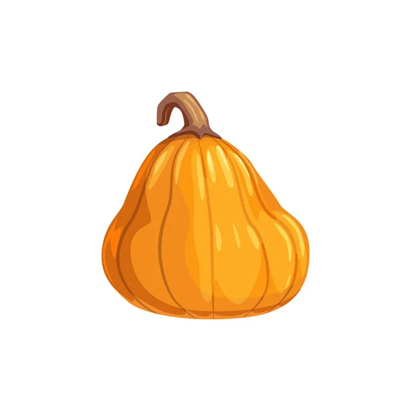 Pumpkin in realistic design isolated gourd squash — Stock Vector