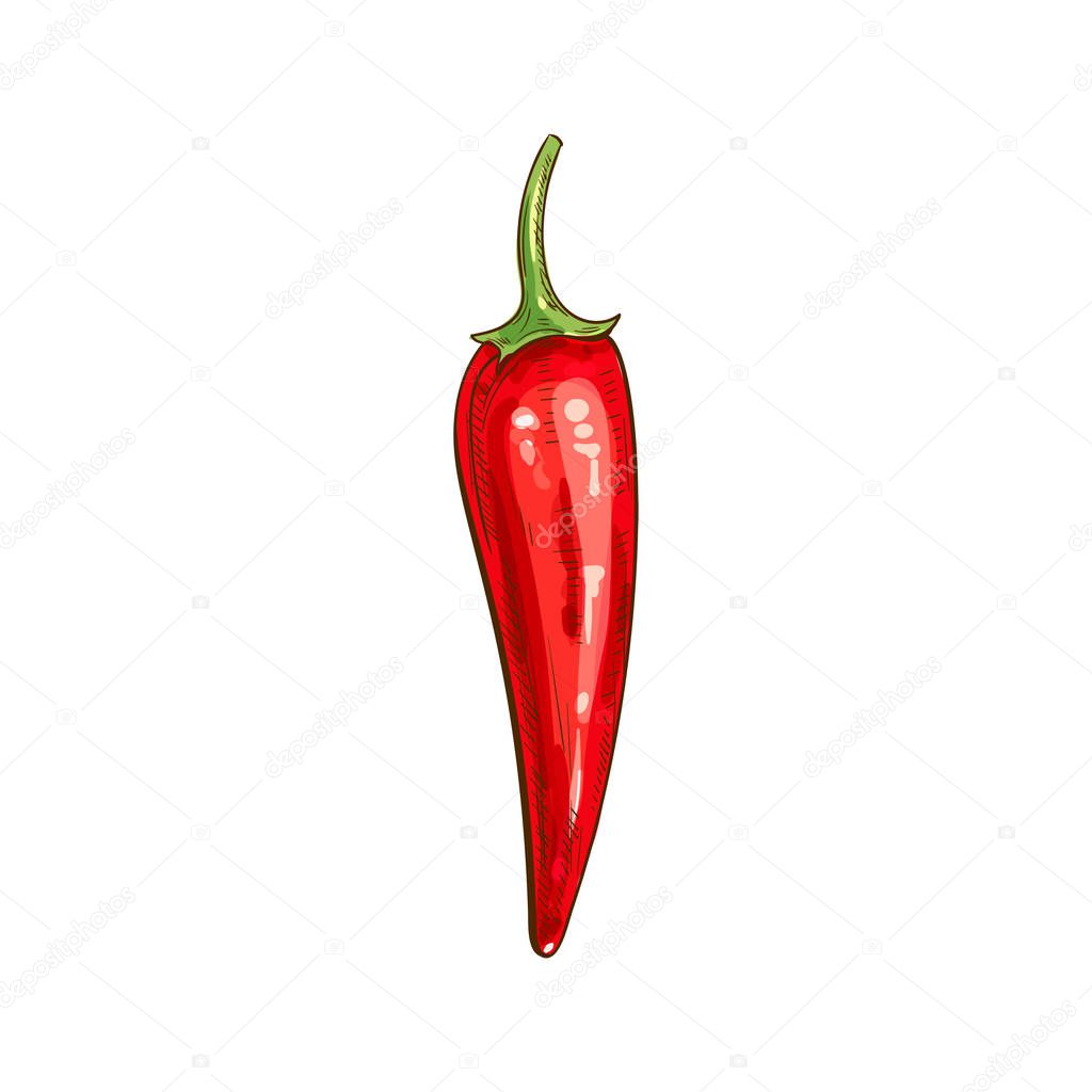 Red hot chili pepper vector isolated veggie sketch