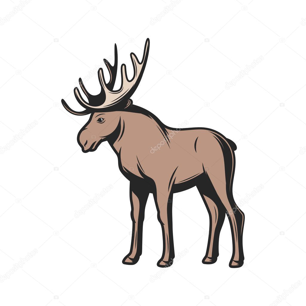 Elk moose, wild zoo and hunt animal