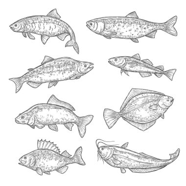 Fish sketches of salmon, carp, tuna and sheatfish