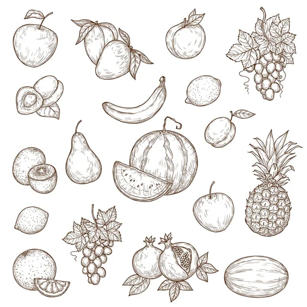 Tropical farm and garden fruits, vector sketch — Stok Vektör