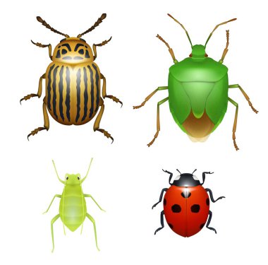 Bug and beetle, ladybug and aphid insect clipart