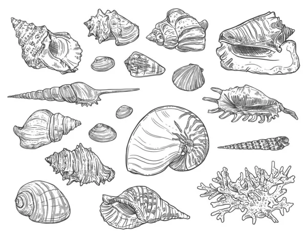 Koralen en schelpen geïsoleerde schetsen — Stockvector