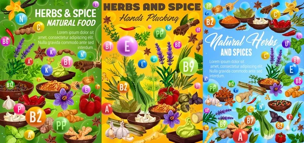 Herbs and spices, food seasonings — 스톡 벡터