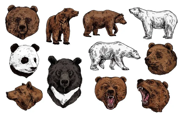 Croquis polaire, ours brun, grizzli et panda — Image vectorielle