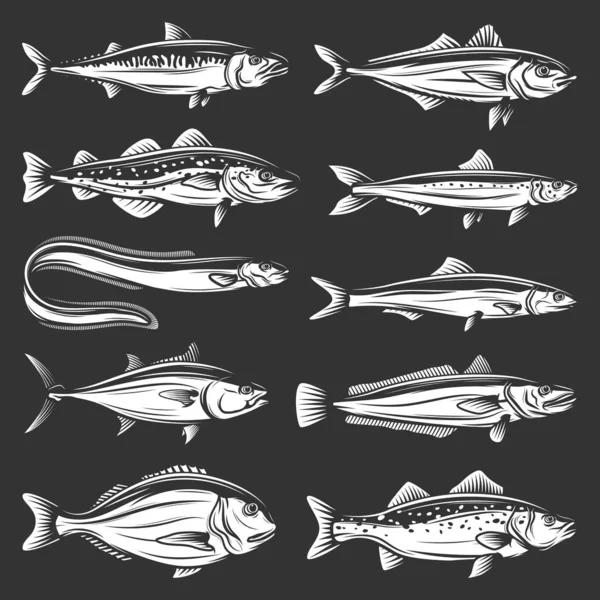 Havsfisk. Tonfisk, öring, lax, ansjovis — Stock vektor