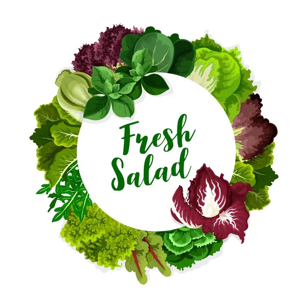 Lettuce salad leaves, spinach, arugula, cabbage — Stock Vector