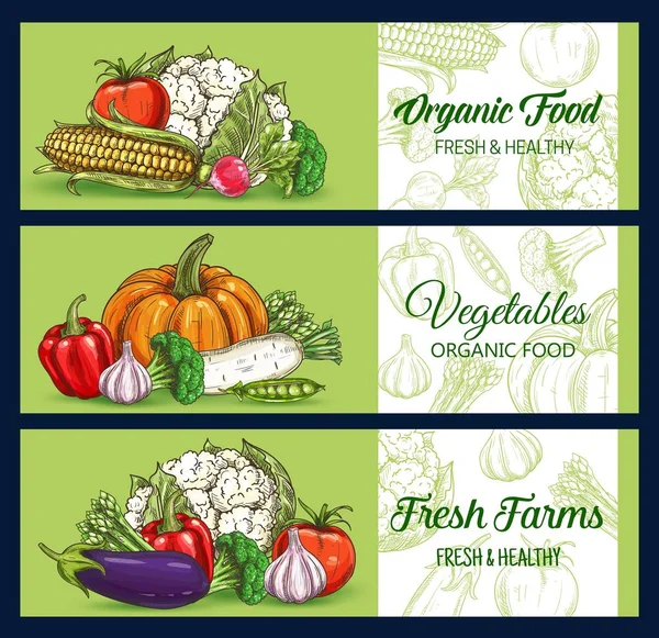 Sayuran Dan Sayuran Panji Sketsa Vektor Pasar Dan Toko Kelontong - Stok Vektor