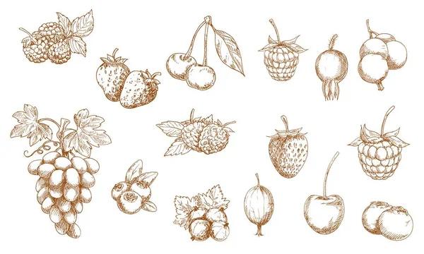 Liar Dan Kebun Berry Terisolasi Sketsa Vektor Stroberi Raspberry Cherry - Stok Vektor