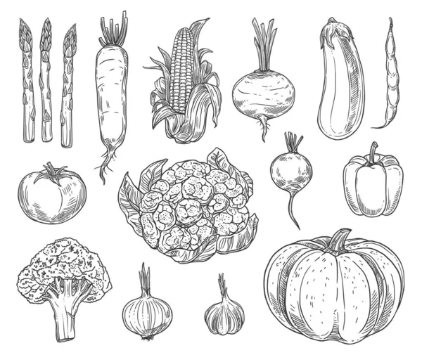 Croquis Vectoriels Des Légumes Agricoles Chou Fleur Tomate Brocoli Poivron — Image vectorielle