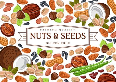 Ceviz, tahıl taneleri, fasulye ve tohum posteri, gmo ücretsiz sağlıklı besin vektörü fıstık, hindistan cevizi ve fındık, fıstık veya badem cevizi ve bakla fasulyesi kabuğu, fındık ve balkabağı, ayçiçeği.