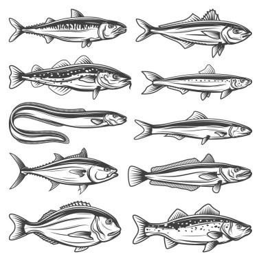 Balık türü ana hatları simgeler belirlendi. Deniz hayvanları uskumru, yaldızlı balık veya levrek ve ançüez, okyanus yılanbalığı, ton balığı, hake, morina ve sardalya. Balık türleri, balıkçılık sporu izole vektör nesneleri