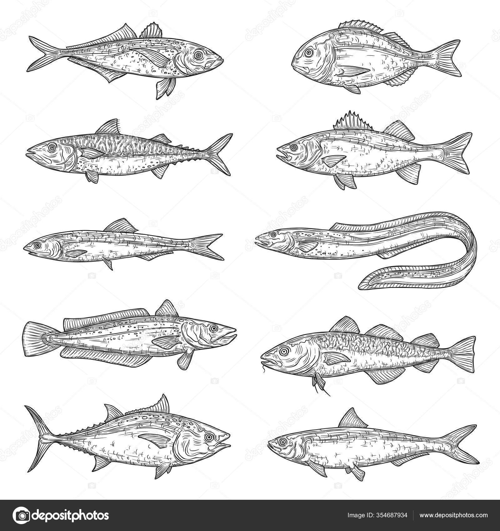 390 Tilapia Fish Vector Images Tilapia Fish Illustrations Depositphotos