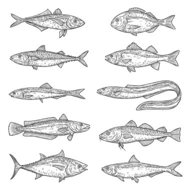 Balık hayvan çizimleri. Somon, ton balığı ve dorado, deniz yılanı, uskumru ve ançüez, hake, levrek ve sardalya, sazan, alabalık ve morina. Tatlı su ve okyanus balıkları, yiyecek ve balıkçılık sporu ürünleri