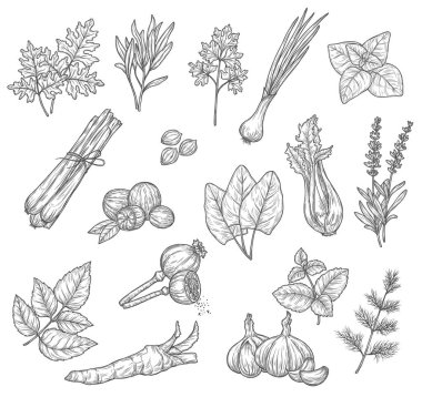 Bitki ve baharat eskizleri, baharat ve baharatlar. Nane, biberiye ve maydanoz yaprakları, sarımsaklı dereotu ve kakule, lavanta ve fesleğen, soğan, kereviz ve hindistan cevizi, sorrel, limon otu ve yabanturpu.