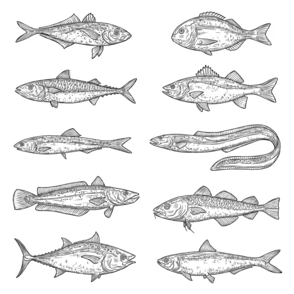 魚の動物のスケッチ サーモン マグロ ドラド マリンウナギ カタクチイワシ ピチャード 淡水魚や海魚 食べ物や釣りスポーツのベクトルアイテム — ストックベクタ