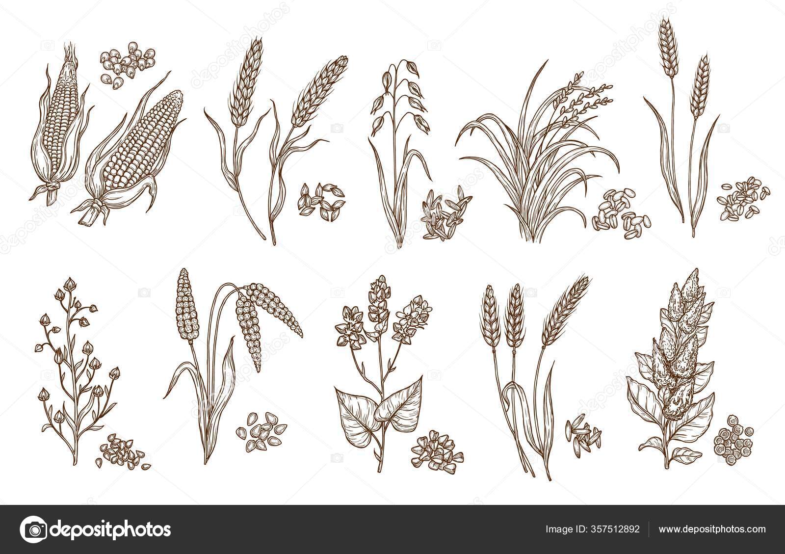 Grãos Cereais Plantas Esboços Isolados Colheita Agrícola Desenho Vetor  Alimentar Vetor de stock de ©VectorTradition 357512892, image size:1600x1129